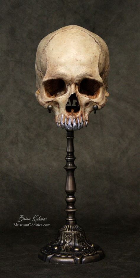 Real Human Skull With Polished Metal Teeth And Custom Brass Stand For Sale Museumoddities