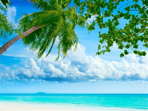 46 Tropical Computer Backgrounds
