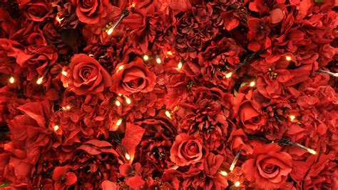 Hd Flower Wallpaper Red Roses Lights 2020 Live Wallpaper Hd