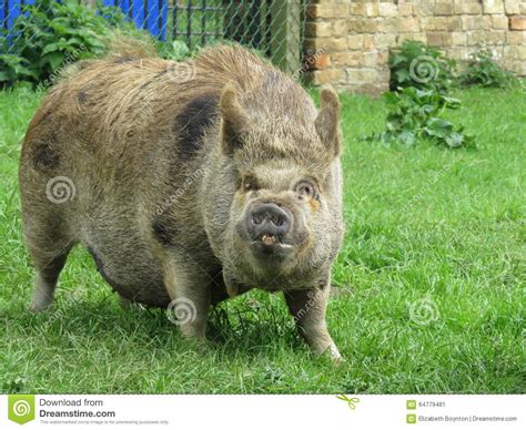 Brown Pig In A Field Stock Image Image Of Animal Domestic 64779481