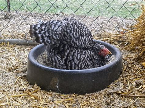 This behavior is also incredibly relaxing to your chickens, and can help your flock bond together. How to Make a Dust Bath for Your Chickens - Counting My ...