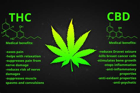 cbd and thc what s the difference in both of them cbd oil cannabidiol benefits