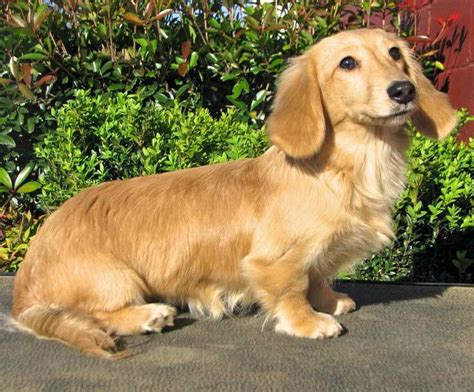 Long Haired English Cream Mini Dachshund Puppies For Sale Petsidi