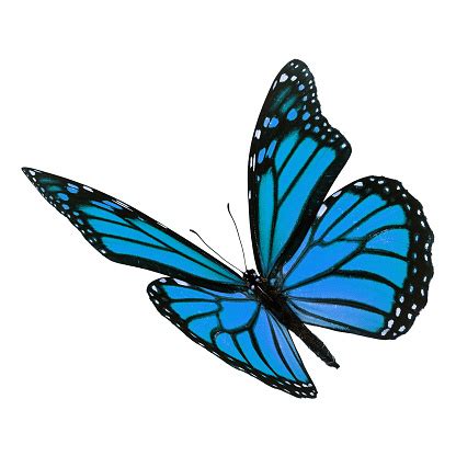 Blue butterfly flying png download transparent background. Beautiful Blue Monarch Butterfly Stock Photo - Download ...