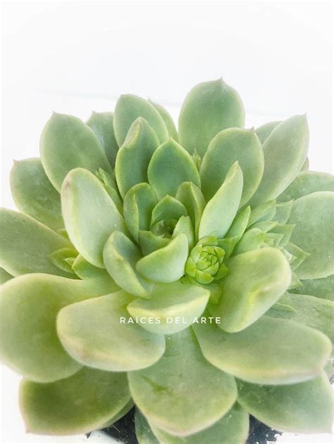 Echeveria 'lime n' chile' needs 0.5 cups of water every 12 when it doesn't get direct sunlight and is potted in a 5 pot. Echeveria 'Lime n' Chile' | Raices del Arte