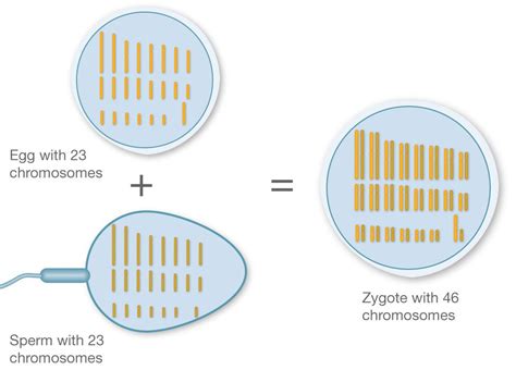 Chromosomes In Human Sperm Telegraph