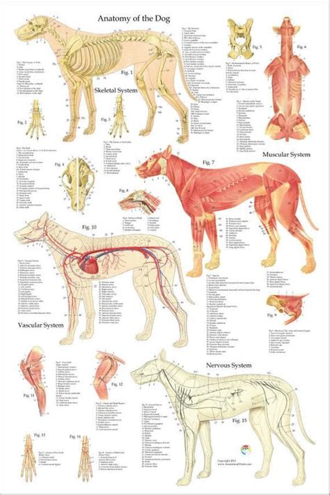 Dog Anatomy Animal Anatomy Lump Behind Ear Body Bones Vet Medicine
