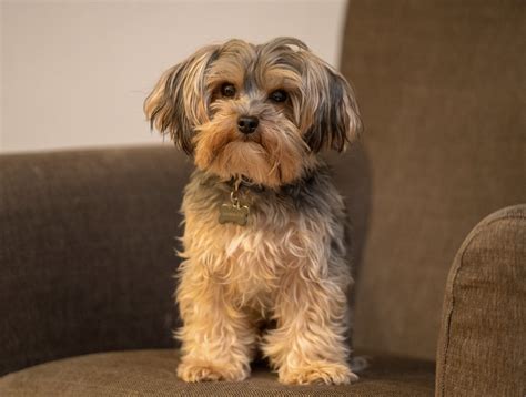 Yorkipoo Dog Breed Information Pets Lovers
