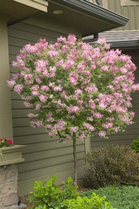 Leaf ,bark, color or gracefulness, and quite often their flowers. Dwarf Lilac Small Trees For Landscaping , Great Small ...