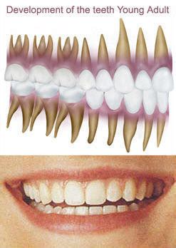 Hopefully these tips for how to strengthen your teeth has helped. Development of Teeth - General and Cosmetic Dentist