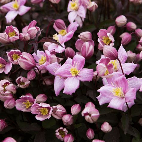 Clematis Montana Fragrant Spring Mayleen Górski P9c1 Sklep