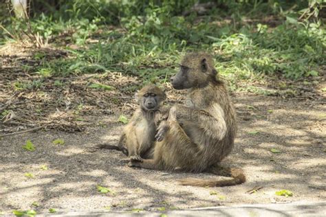 Chacma Baboons Grooming In Kruger National Park South Africa Stock Image Image Of Hygiene