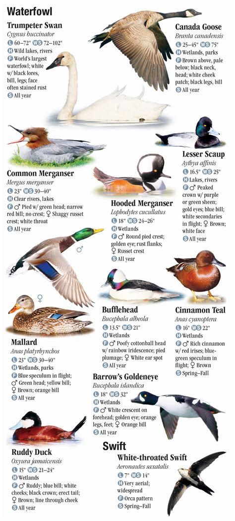 Birds Of Idaho Quick Reference Publishing
