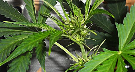 How Can You Identify Female Autoflowers Autoflowering Cannabis Blog