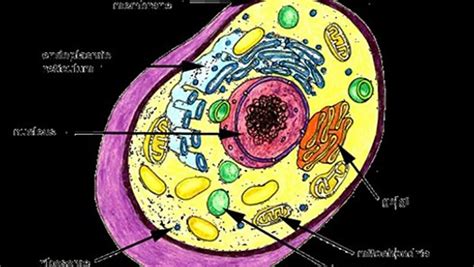 Animal cell parts 4th grade. parts of an animal cell 4th grade - video dailymotion