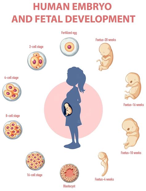 Free Vector Human Embryonic Development In Human Infographic