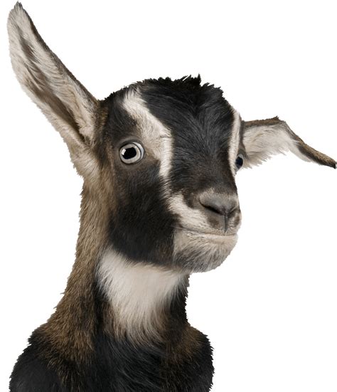 Nigerian dwarf baby goats for sale / Nigerian dwarf goat breeder in