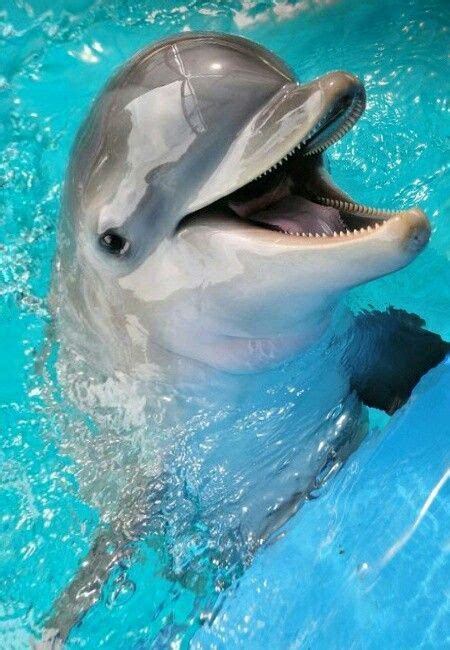 Smile Like A Dolphin With Images Baby Dolphins Marine Animals
