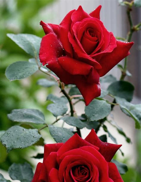 Rosa Uma Flor Fascinante Plantasonya O Seu Blog Sobre Cultivo De