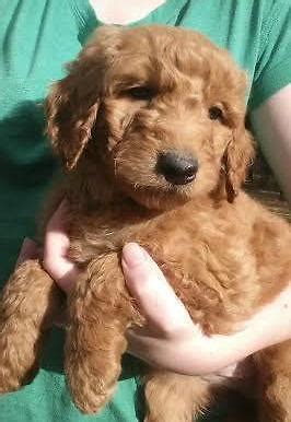 They are ready to become your life long companion, they have good temperament and healthy puppies. Labradoodle Puppies - F1B - **Price Reduced** for Sale in Seattle, Washington Classified ...