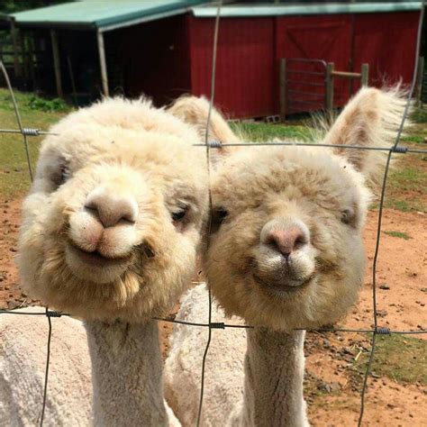 Smiling Alpacas Funny Animal Pictures Cute Funny Animals Funny Cute