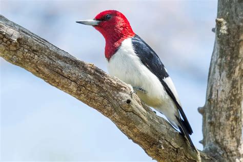 7 Species Of Woodpecker In Delaware Bird Advisors