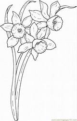 Coloring Pages Flowers Daffodils Spring Narcissus Flower Printable Daffodil Color Supercoloring Colouring Dessin Drawings Fleur Print Drawing Super Adult Fleurs sketch template