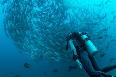 Is Scuba Diving Dangerous Risks Dangers Rules For Safety Extremepedia