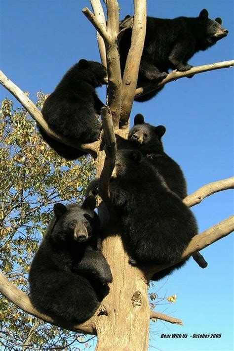 Bear Tree Animals Of The World Animals And Pets Funny Animals Cute