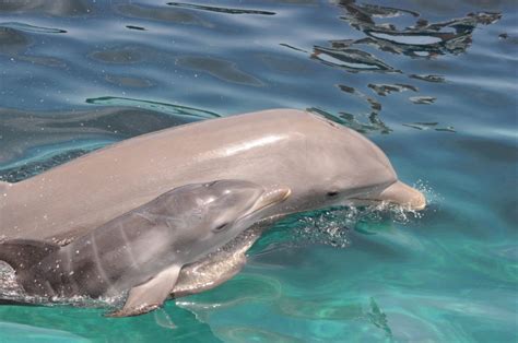 ¡nace Bebé Delfín En Dolphin Discovery Cozumel Dolphin Discovery Blog