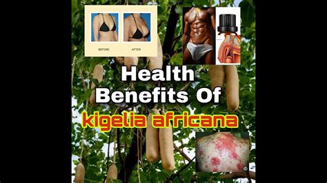 health benefits of kigelia africana sex booster plant youtube