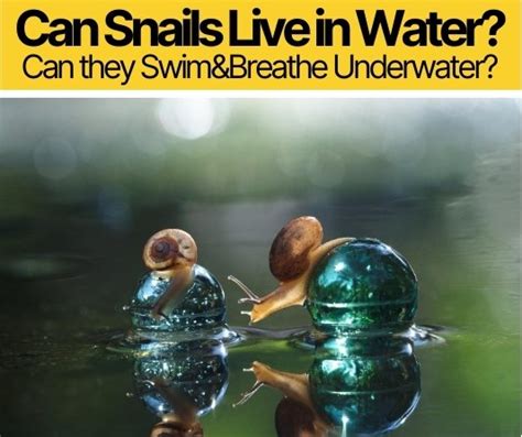 Can water snails live outside of a fish tank. Do Snails Live in Water -Can they Swim&Breathe Underwater