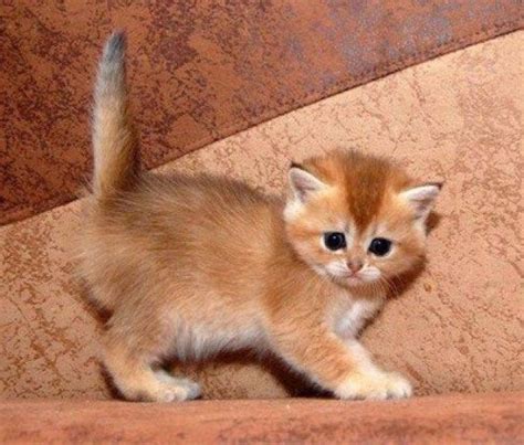 Cutie Patootie 13th April 2016 Pretty Cats Kittens Cutest Cats