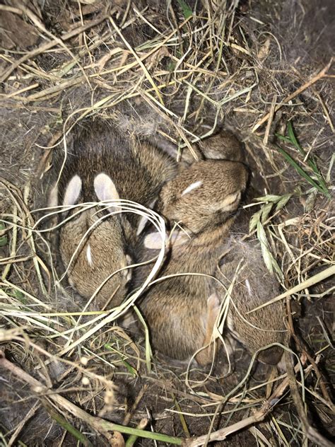 Its Bunny Time Again Be Careful Of Rabbit Dens In The Yard Rtexas