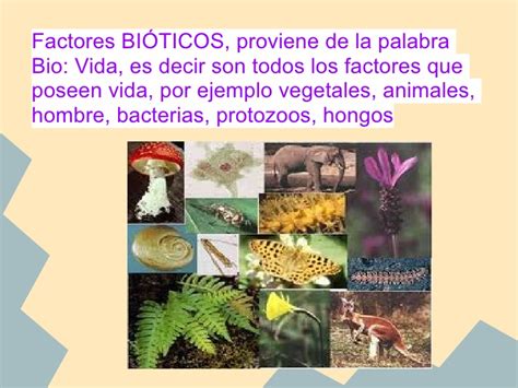 Que Son Factores Bioticos Y Abioticos Ejemplos Nuevo Ejemplo