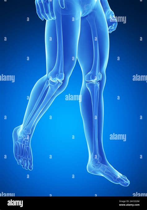 3d Rendered Medical Illustration Skeletal Legs Stock Photo Alamy