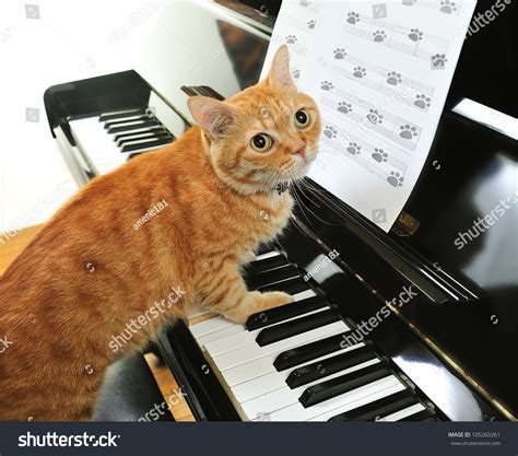Yellow Cute Cat Playing Piano Stock Photo 105260261