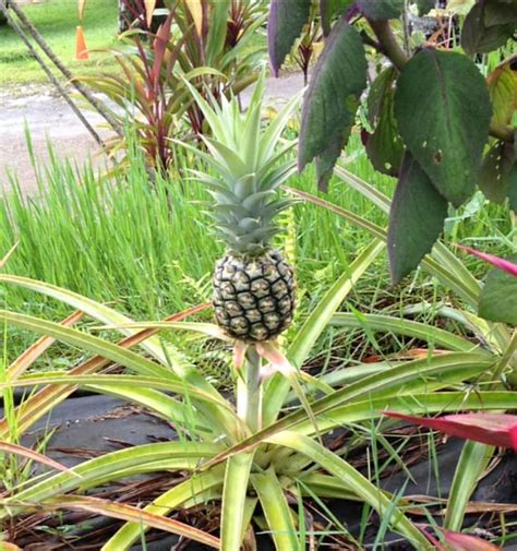 Ornamental Pineapple Plants Are A Unique And Easy Addition To Any Home