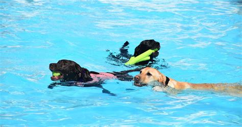 Op Doggie Swim Supports Worcester Humane Society Lifestyle