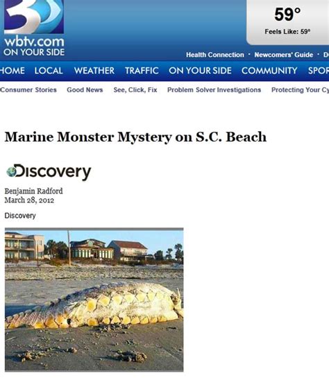 G1 Monstro Marinho Encontrado Em Praia Intriga Moradores Nos Eua Notícias Em Planeta Bizarro