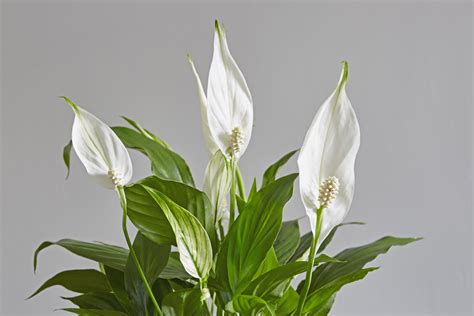 White Flowering Indoor Plants Choosing Houseplants With