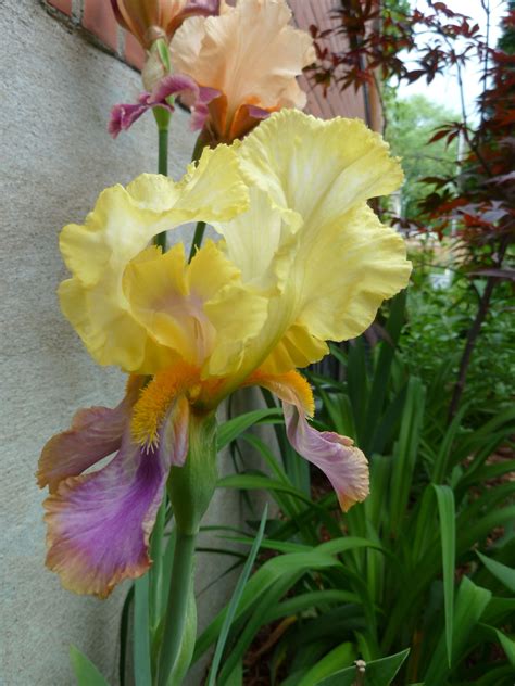 Un iris bicolore de ma collection | Plants, Quebec