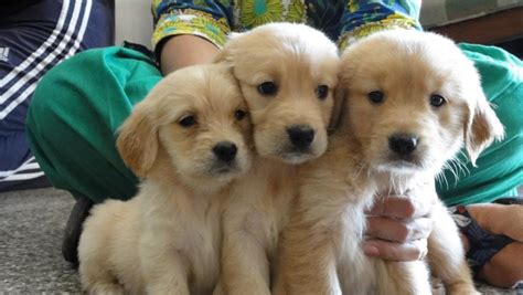 Find the perfect golden retriever puppy for sale in north carolina, nc at puppyfind.com. Golden Retriever Puppies for Sale(Nikhil 1)(5050) | Dogs ...