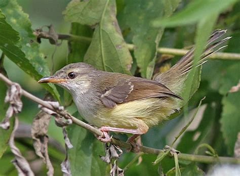 Harga burung ciblek relatif lebih murah dikomparasikan harga burung lainnya. Sarang Burung Ciblek Kristal / September 2019 Zona Burung ...