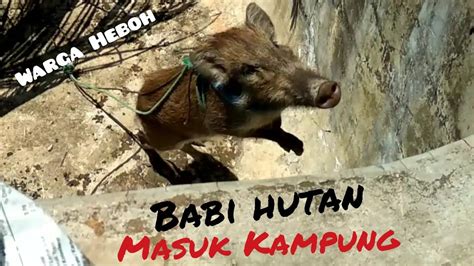 Dalam kejadian 12.38 tengah hari tadi, video haiwan liar itu yang berada di dalam kedai menjual peralatan sukan sempat dirakam pengunjung yang berada di. Babi Hutan "Bagong/Begu" Masuk Kampung, Warga Pangandaran ...