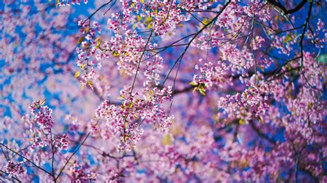 Download Wallpaper 3840x2160 Sakura Flowers Pink Branches 4k Uhd 169 Hd Background