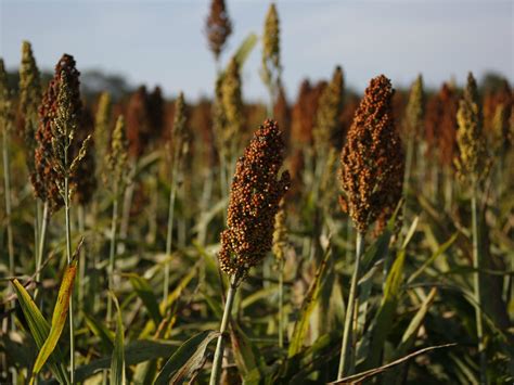 Sorghum Yields Shine Acreage And Prices Sag Mississippi State