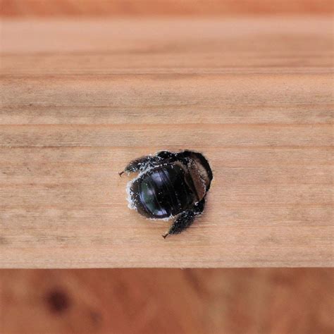 Please only get rid of carpenter bees if they are causing serious issues. Carpenter Bees