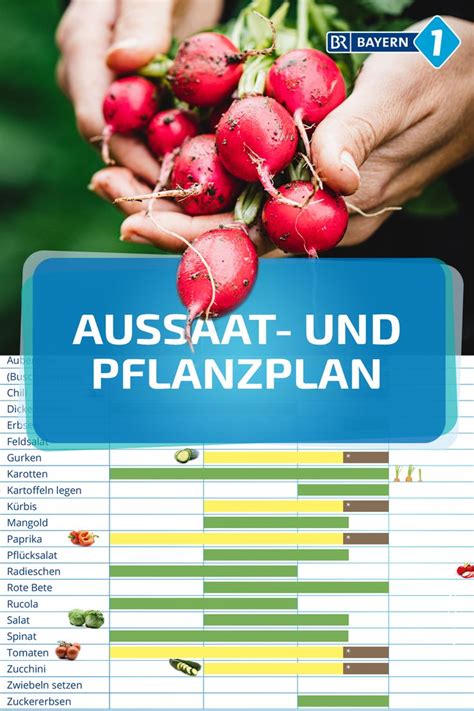 Aussaatkalender: Wann sät man welches Gemüse? | BR.de in 2021 | Salat