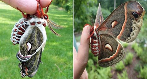 Meet The Cecropia Moth The Largest Moth In North America We Love Babies